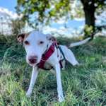 Nicht gassi gehen Abends - Böller-Beitrag-Bild