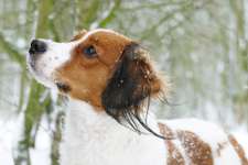 Kooikerhondje-Beitrag-Bild