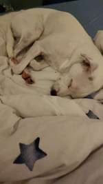 Angriff auf meinen Hund-Beitrag-Bild