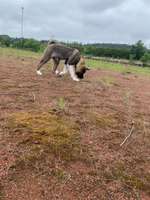 Hundeauslaufgebiet-Ehemaliger Fußballplatz-Bild
