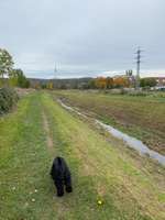 Hundeauslaufgebiet-Niedersedlitzer Flutgraben-Bild