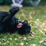 Ersteller:in pansen Profilbild