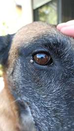 Warze am Auge?-Beitrag-Bild