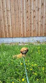 Pfötchen-Beitrag-Bild