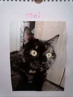 sind da noch welche von euch mit Tattoo's von euren fellnasen?-Beitrag-Bild