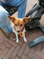 sind da noch welche von euch mit Tattoo's von euren fellnasen?-Beitrag-Bild