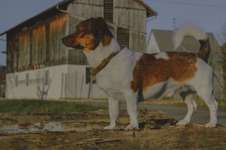 Jack Russell Terrier-Beitrag-Bild