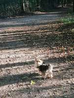 Hundeauslaufgebiet-Delmegrund Hundefreilauf-Bild