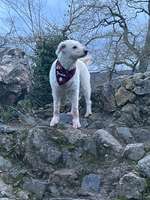 Keine Lust spazieren zu gehen-Beitrag-Bild