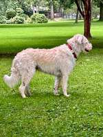 Keine Lust spazieren zu gehen-Beitrag-Bild