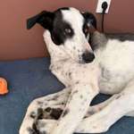 Suchmeldung-Kira-Bild