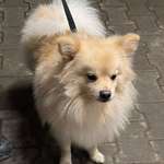 Suchmeldung-Miki-Bild