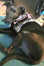 Suchmeldung-Bella-Bild