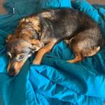 Suchmeldung-Buffy-Bild