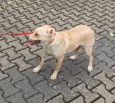 Suchmeldung-Isa-Bild