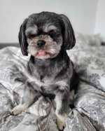 Suchmeldung-Luna-Bild