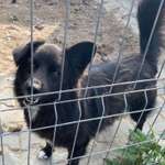 Suchmeldung-Scotty-Bild