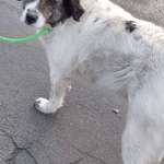 Suchmeldung-Ari-Bild