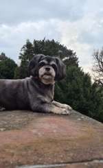 Suchmeldung-Luna-Bild