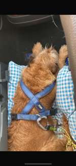 Suchmeldung-Cleo-Bild