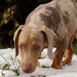 Suchmeldung-Dobby-Bild