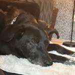 Suchmeldung-Max-Bild