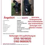 Suchmeldung-Scotti-Bild
