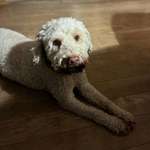 Suchmeldung-Benny-Bild