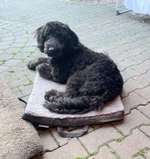 Suchmeldung-Luke-Bild