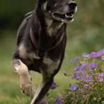 Suchmeldung-Chutchi-Bild