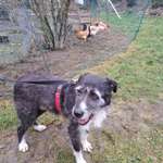 Suchmeldung-Baldo-Bild