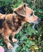 Suchmeldung-Vassily-Bild