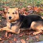 Suchmeldung-Archie-Bild