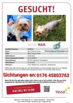 Suchmeldung-Maja-Bild