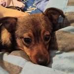 Suchmeldung-Lea-Bild