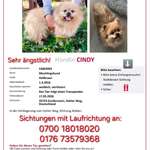 Suchmeldung-Cindy-Bild