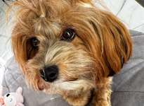 Suchmeldung-Nala-Bild