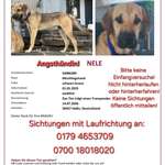 Suchmeldung-Nele-Bild