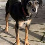 Suchmeldung-Pedro-Bild