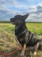 Suchmeldung-Hailey-Bild