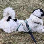 Suchmeldung-Emma-Bild