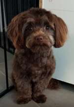 Suchmeldung-Lilli-Bild