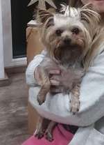 Suchmeldung-Maja-Bild