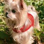 Suchmeldung-Dumpling-Bild