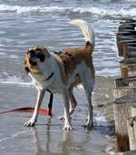 Suchmeldung-Mikel-Bild