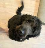 Suchmeldung-Luke-Bild