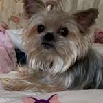 Suchmeldung-Dumpling-Bild