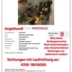 Suchmeldung-Papichulo-Bild