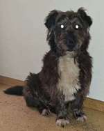 Suchmeldung-Hardy-Bild