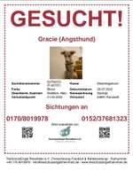 Suchmeldung-Gracie-Bild